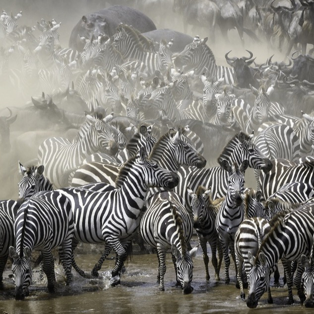 Zebra Migration